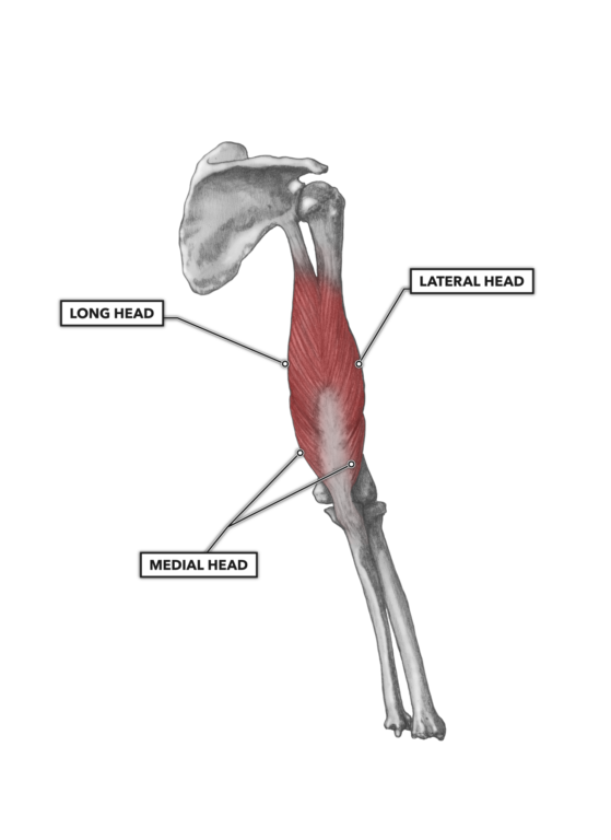 CrossFit | Elbow Musculature, Part 2: Posterior Extensors