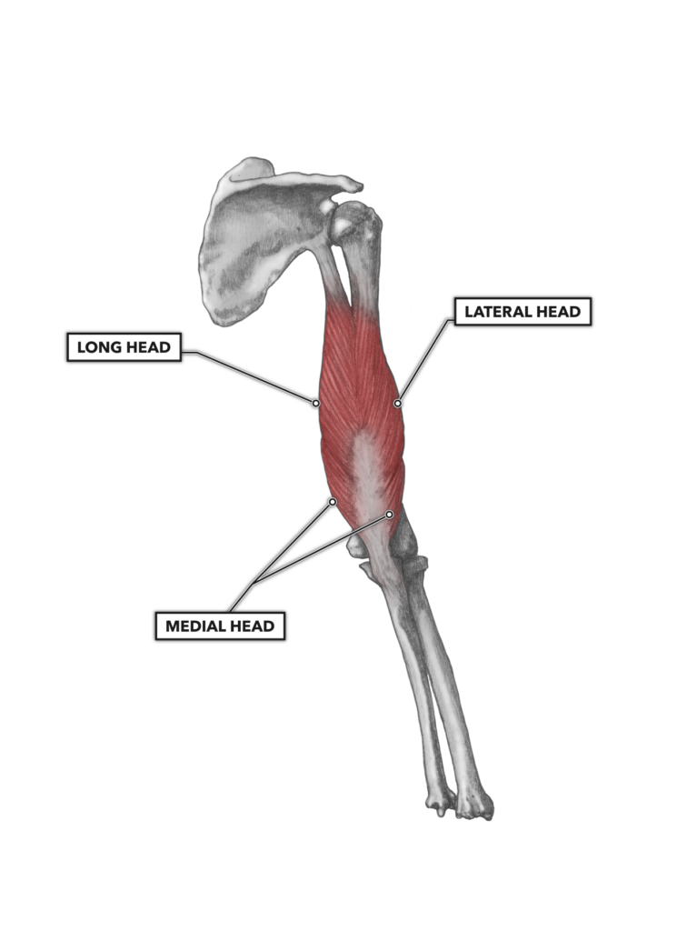 CrossFit Elbow Musculature, Part 2 Posterior Extensors