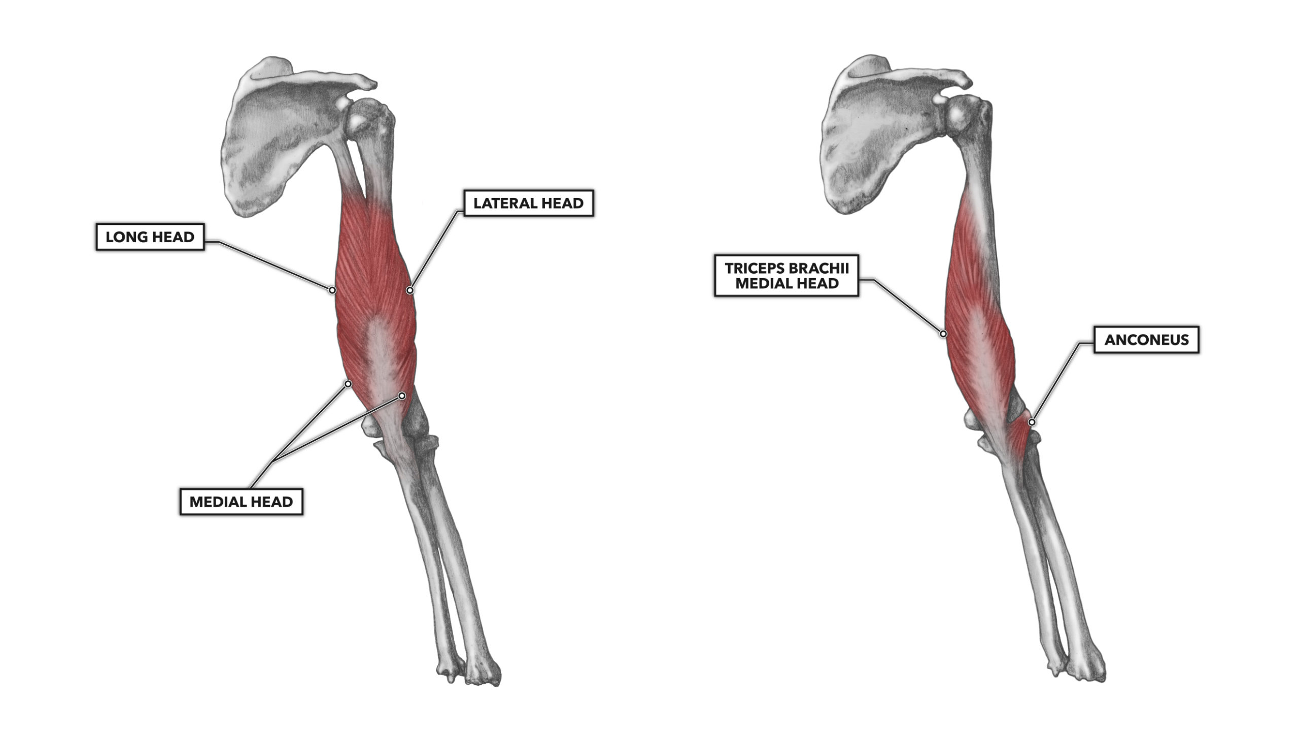 CrossFit | Elbow Musculature, Part 2: Posterior Extensors