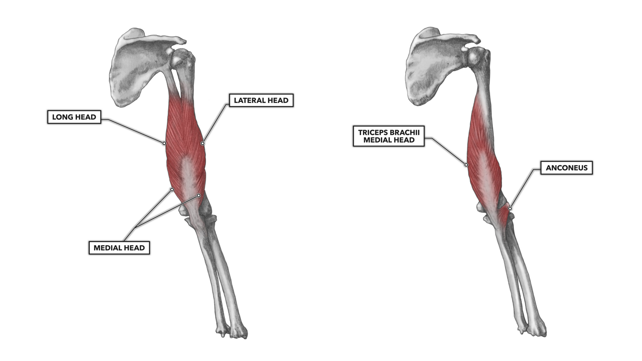 Elbow Muscles Diagram