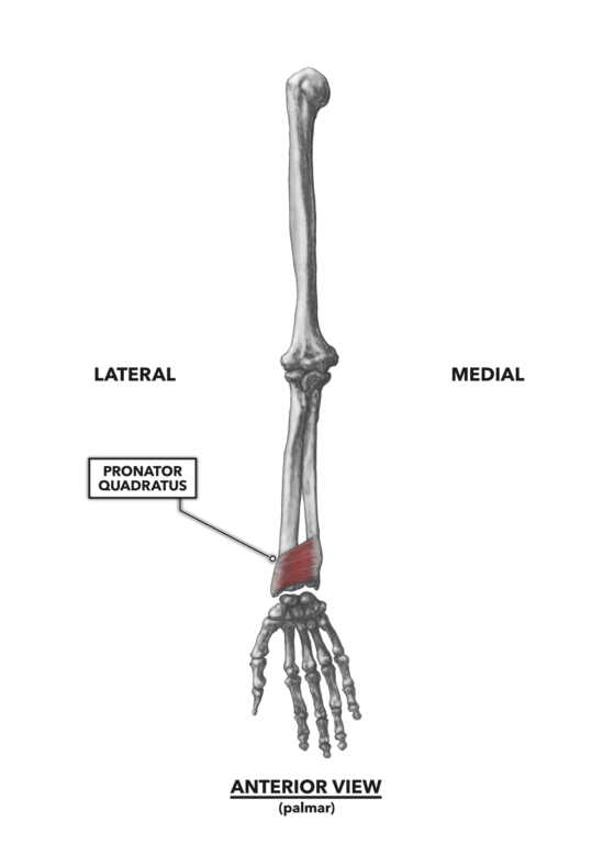 a flexor hipertónia az)