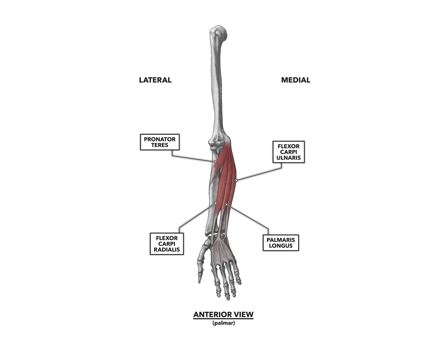 Crossfit Wrist Musculature Part 1 Anterior Muscles