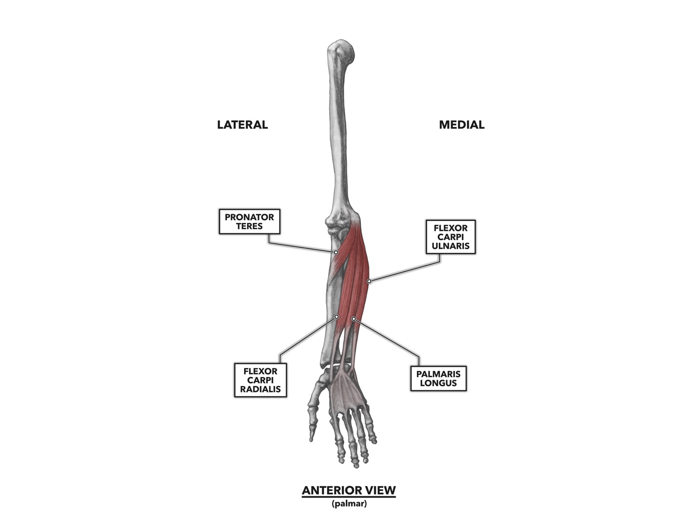 rotation anatomy hand