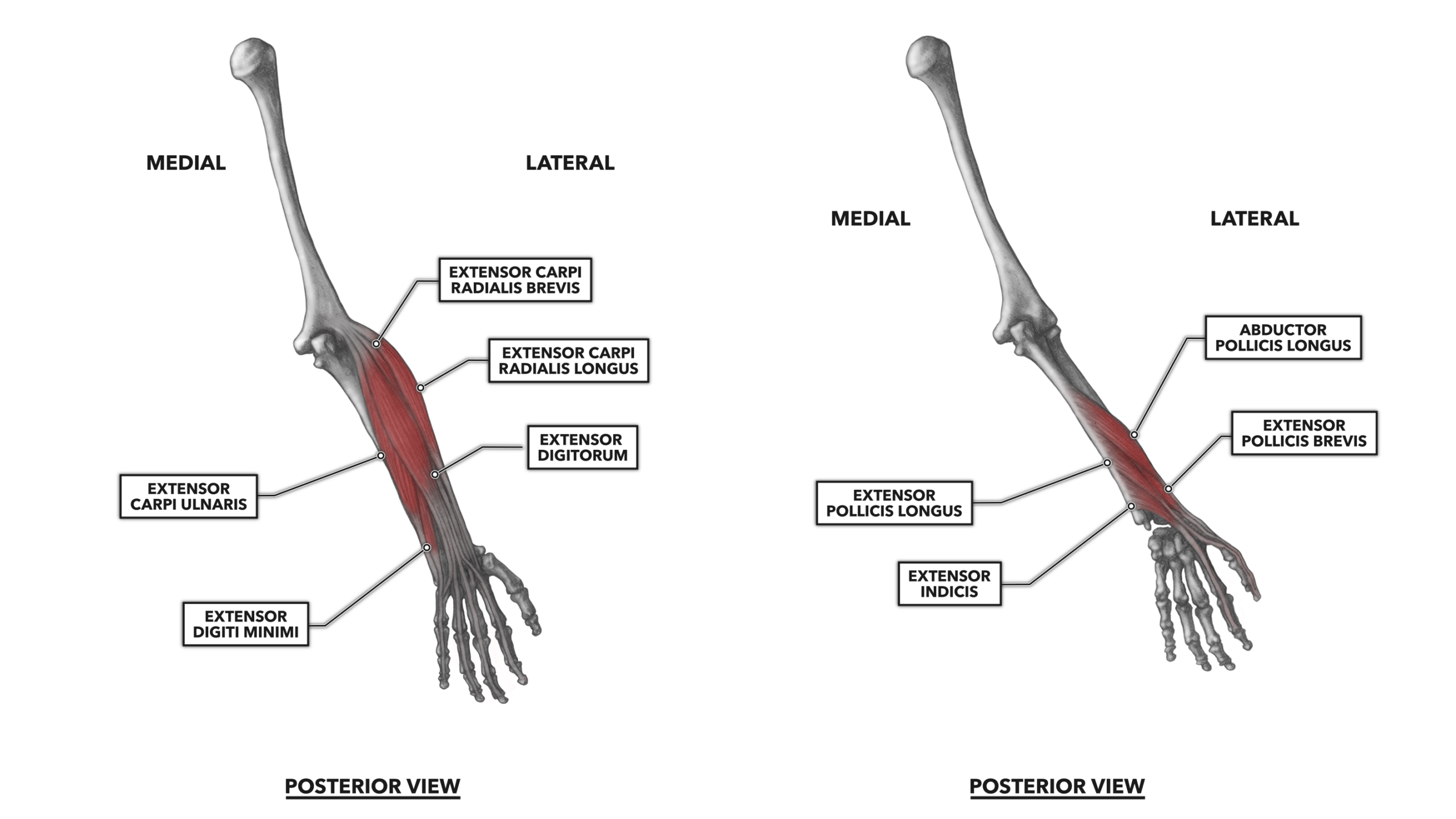 Crossfit Wrist Musculature Part 2 Posterior Muscles