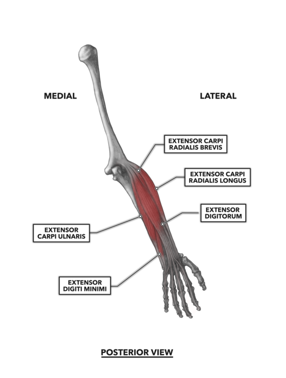 Forearm Anatomy Muscle Flexors