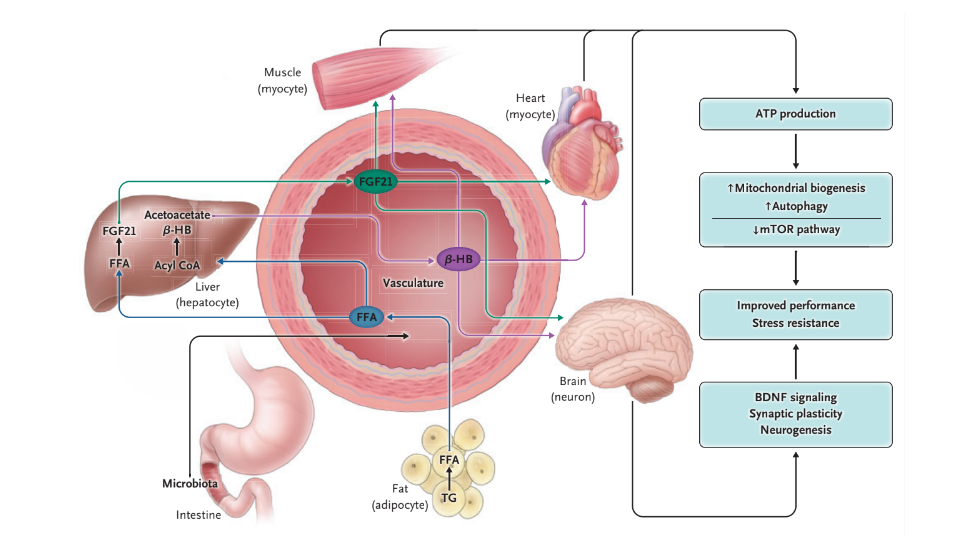 CrossFit Effects of Intermittent Fasting on Health, Aging, and Disease
