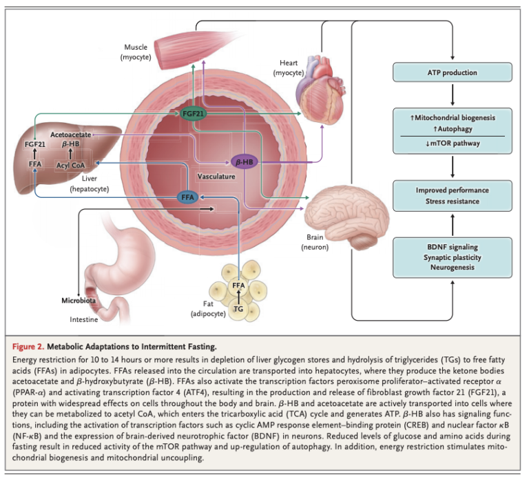 CrossFit Effects of Intermittent Fasting on Health, Aging, and Disease