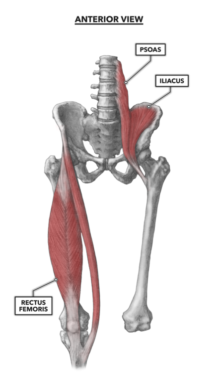 Figure 1: The anterior muscles of the hip