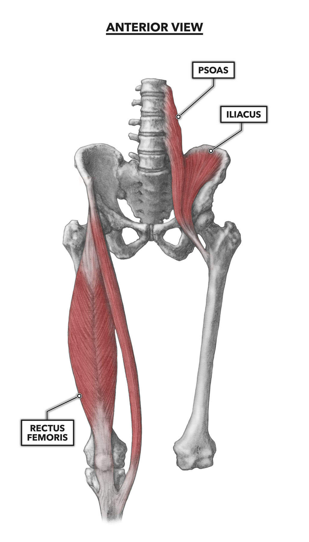 My CartHip Musculature, Part 1: Anterior Muscles