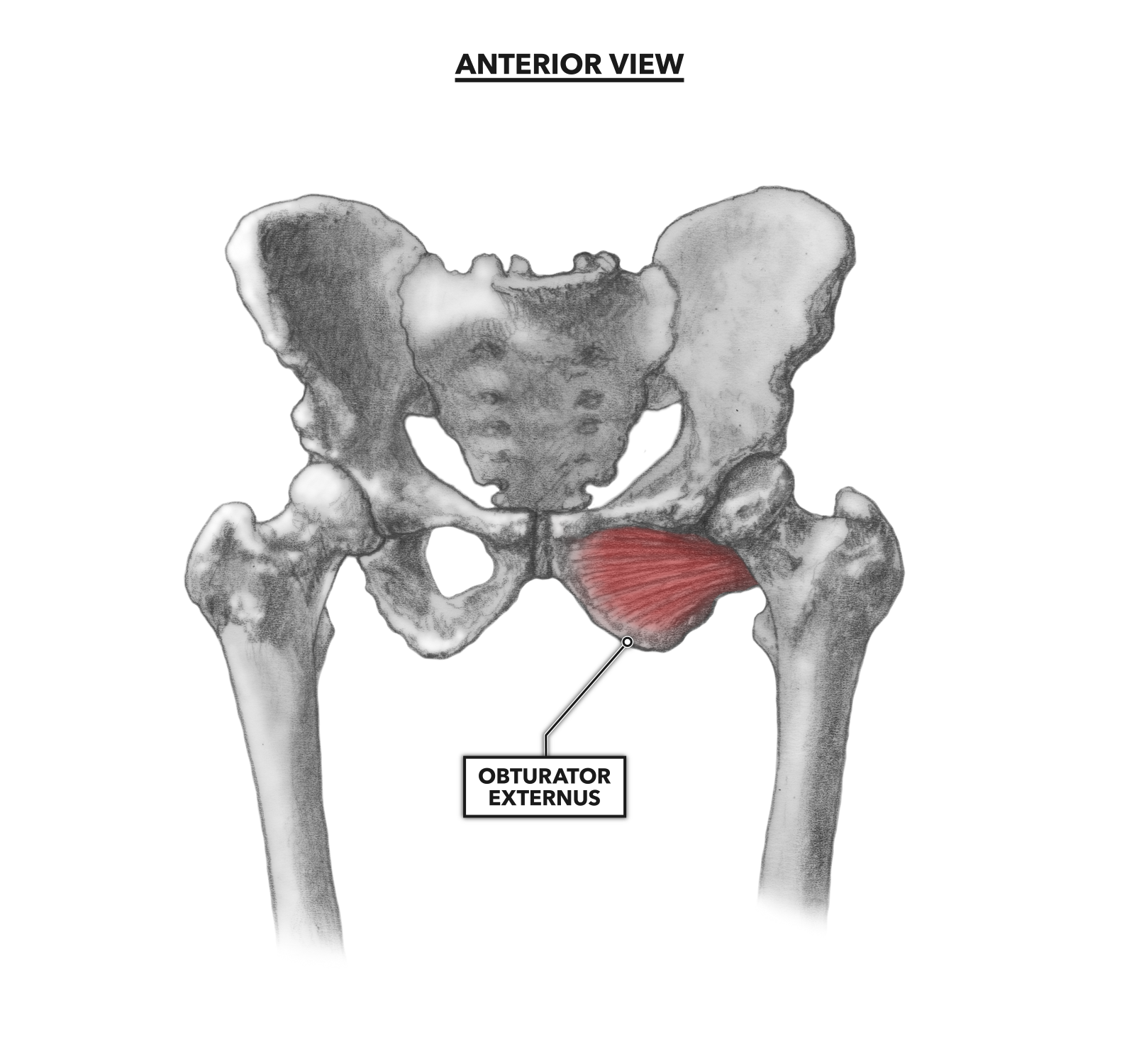 Obturator Externus Muscle