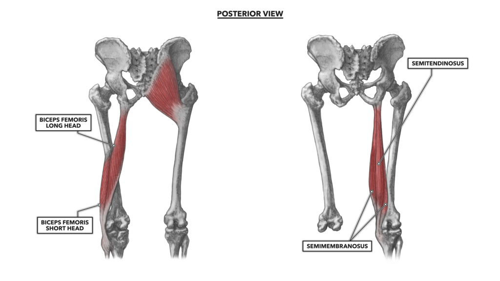 Posterior hip muscles