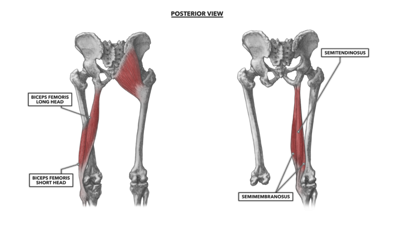 Crossfit Hip Musculature Part 2 Posterior Muscles