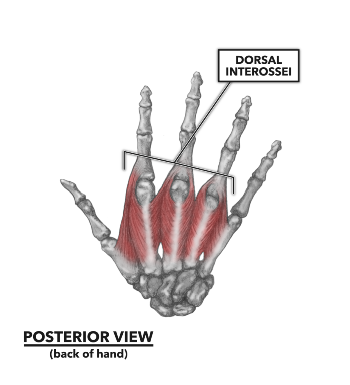 CrossFit | Wrist Musculature, Part 3: The Hand
