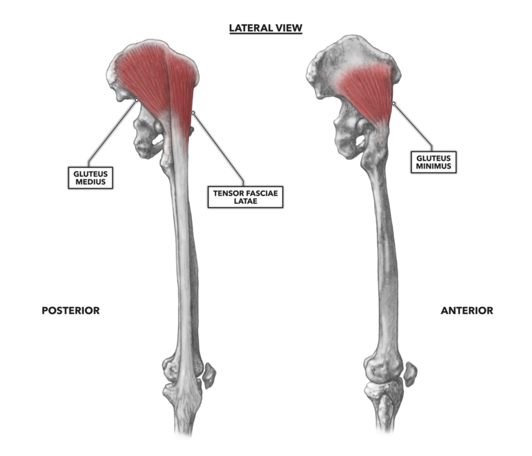 Lateral Muscles