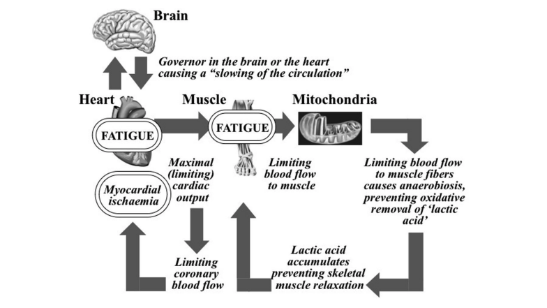 CrossFit | Fatigue Is a Brain-Derived Emotion That Regulates the Behavior to Ensure the Protection of Whole Body