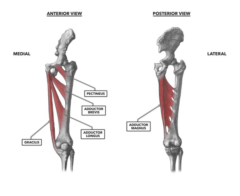 Hip Adduction Muscles Hip Adduction Muscles