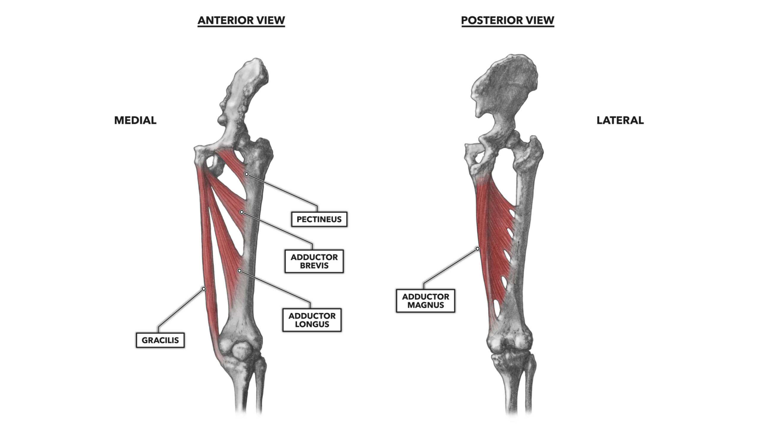 Lateral Hip Muscles
