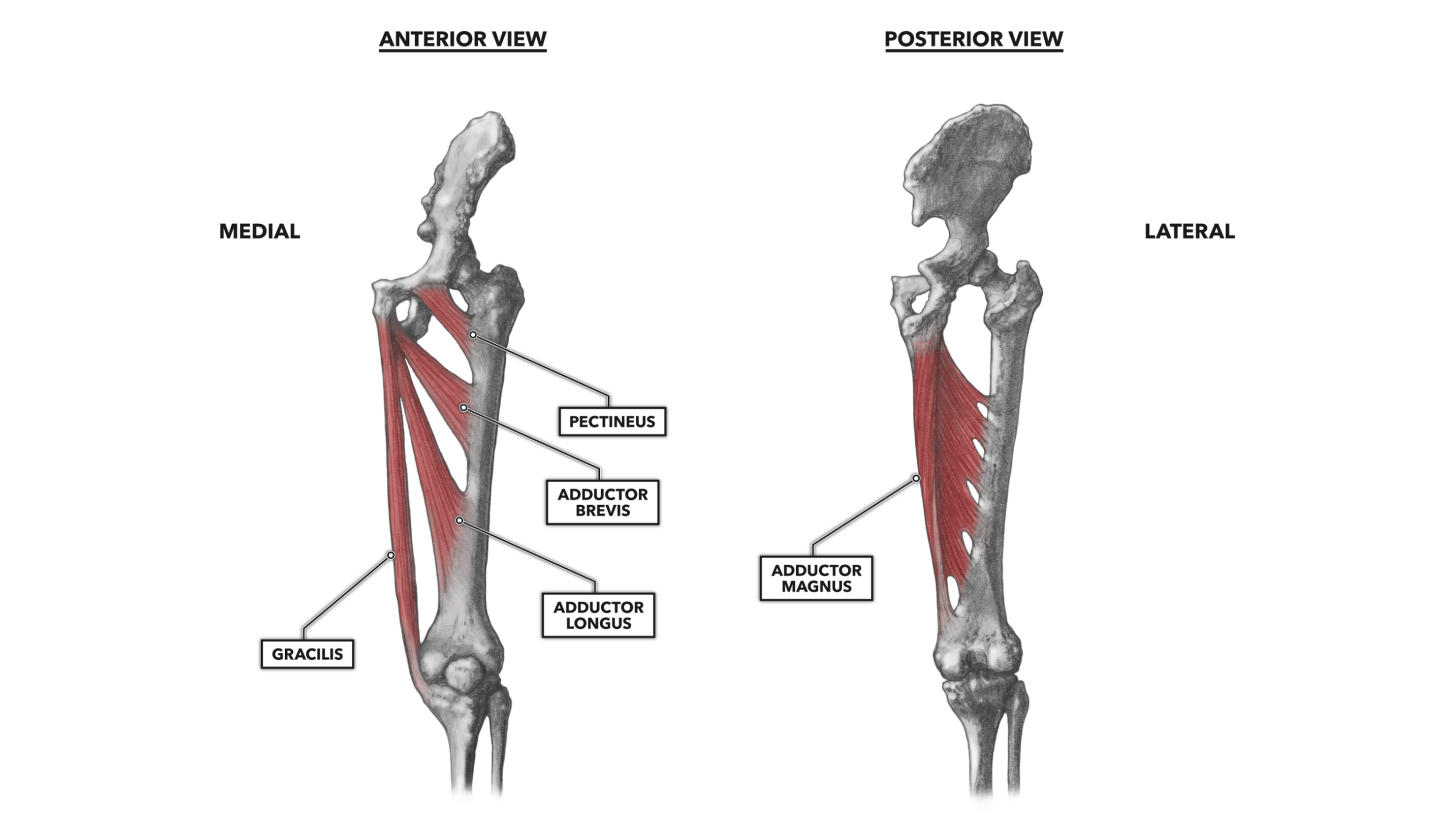 Crossfit Hip Musculature Part 4 Medial Muscles