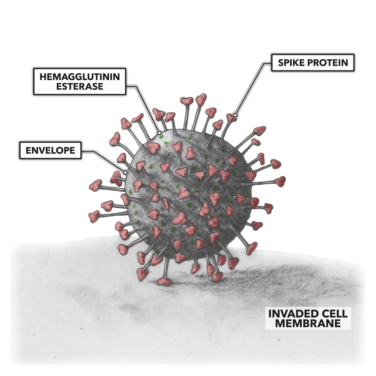 CrossFit | Simplified Viral Anatomy