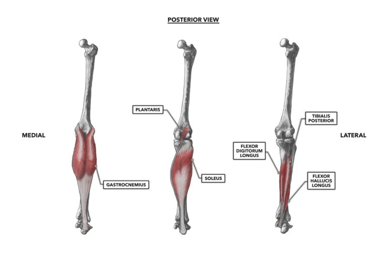 Skeleton of foot with tibia and fibula insertion, flexible