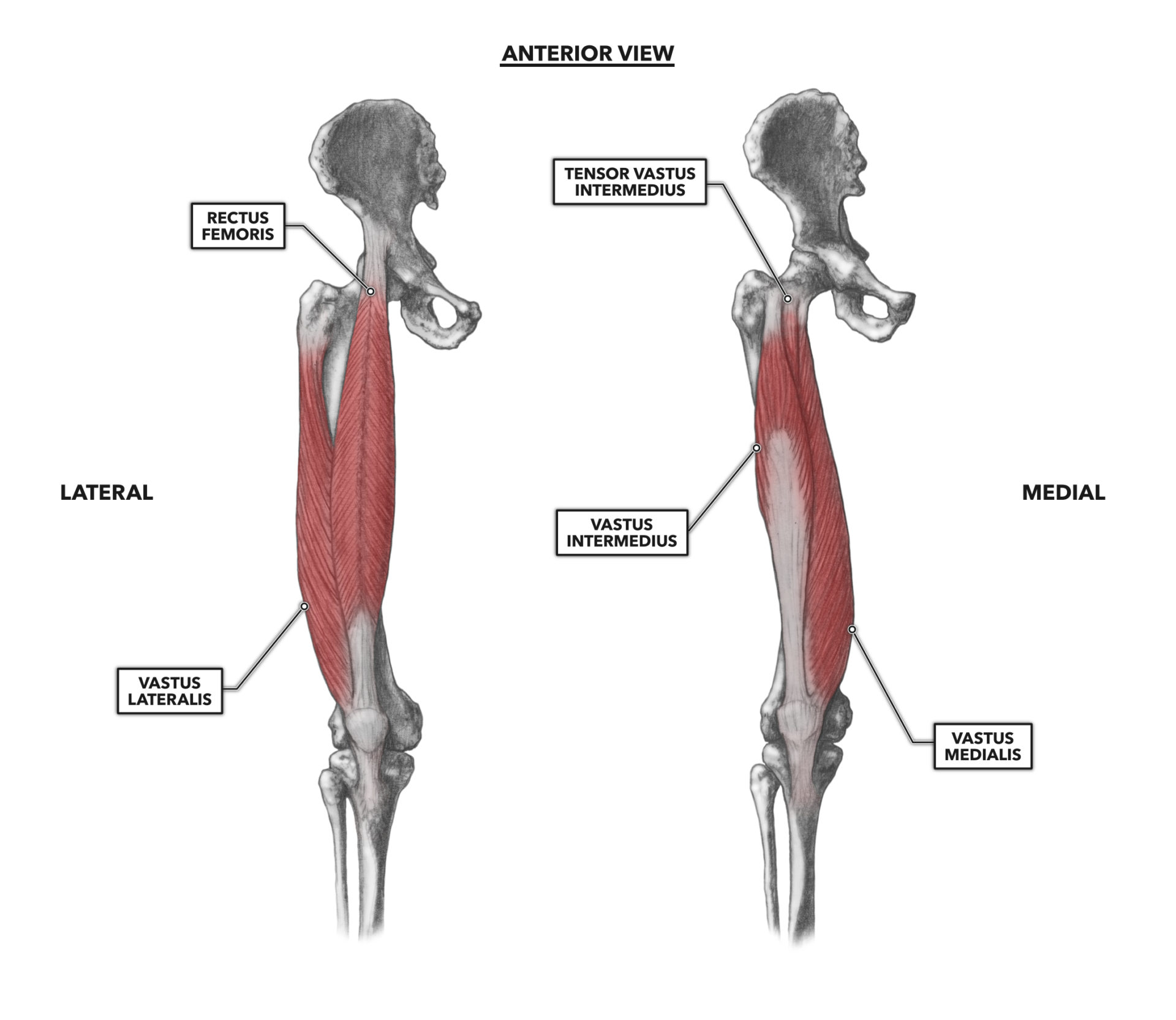 Crossfit Knee Musculature Part 1 Anterior Muscles