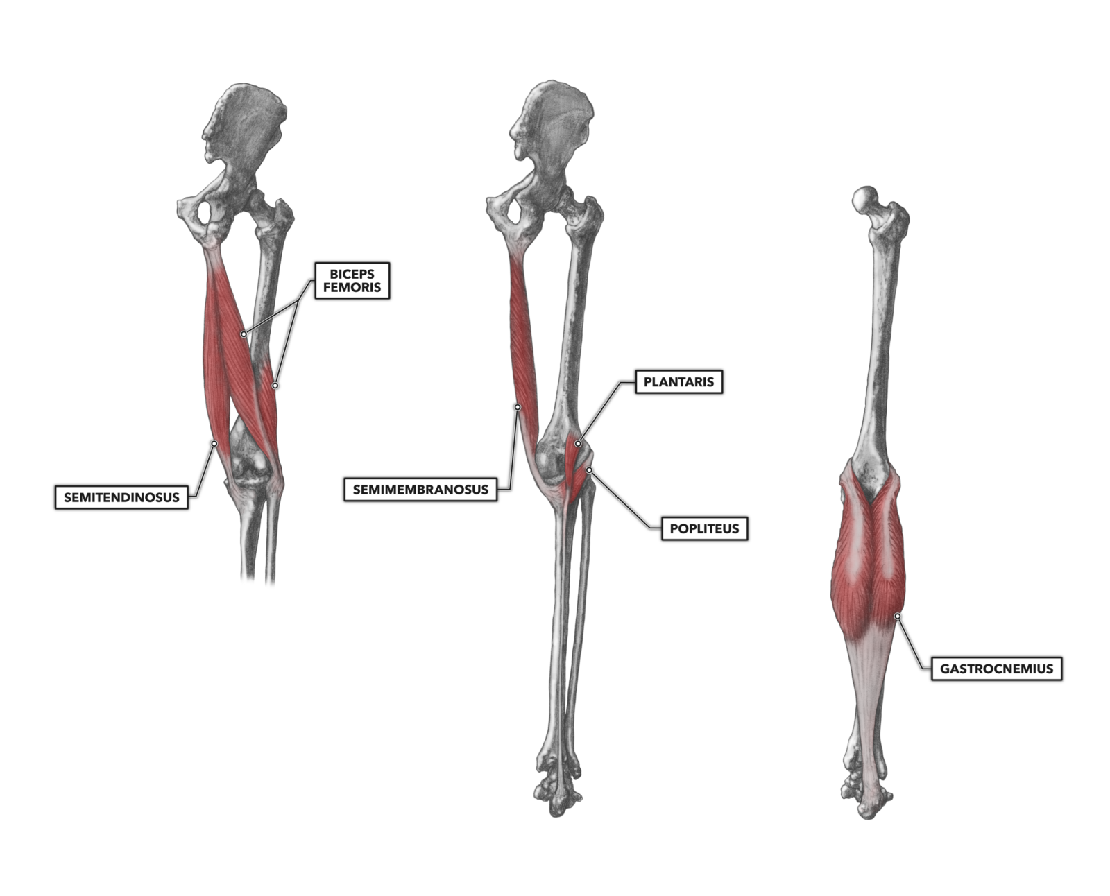 CrossFit Knee Musculature, Part 2 Posterior Muscles