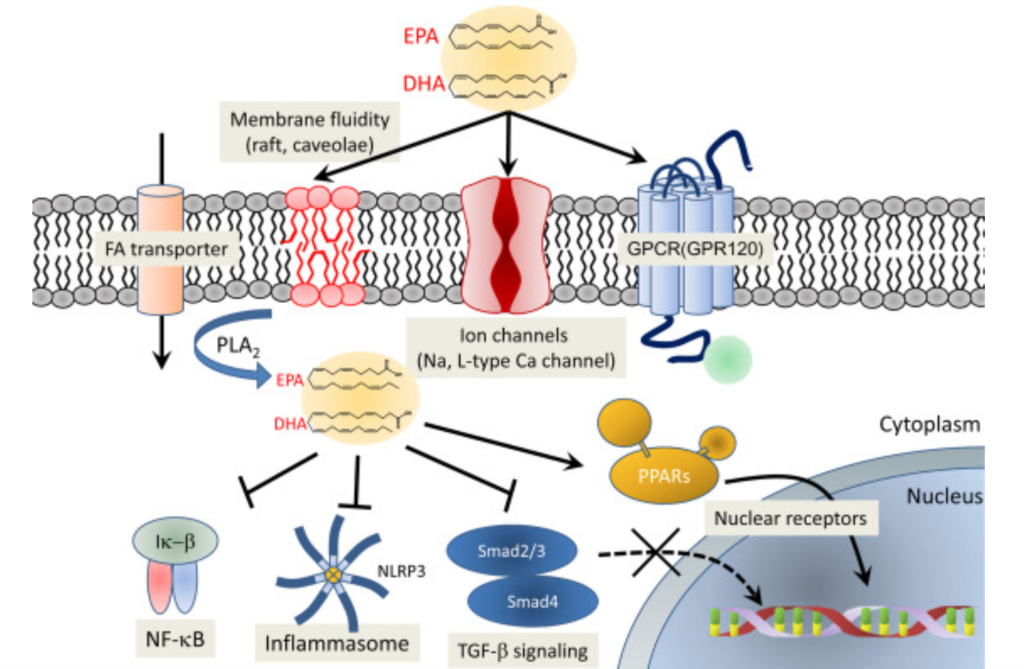 CrossFit Cardioprotective Mechanism of Omega3 Polyunsaturated Fatty