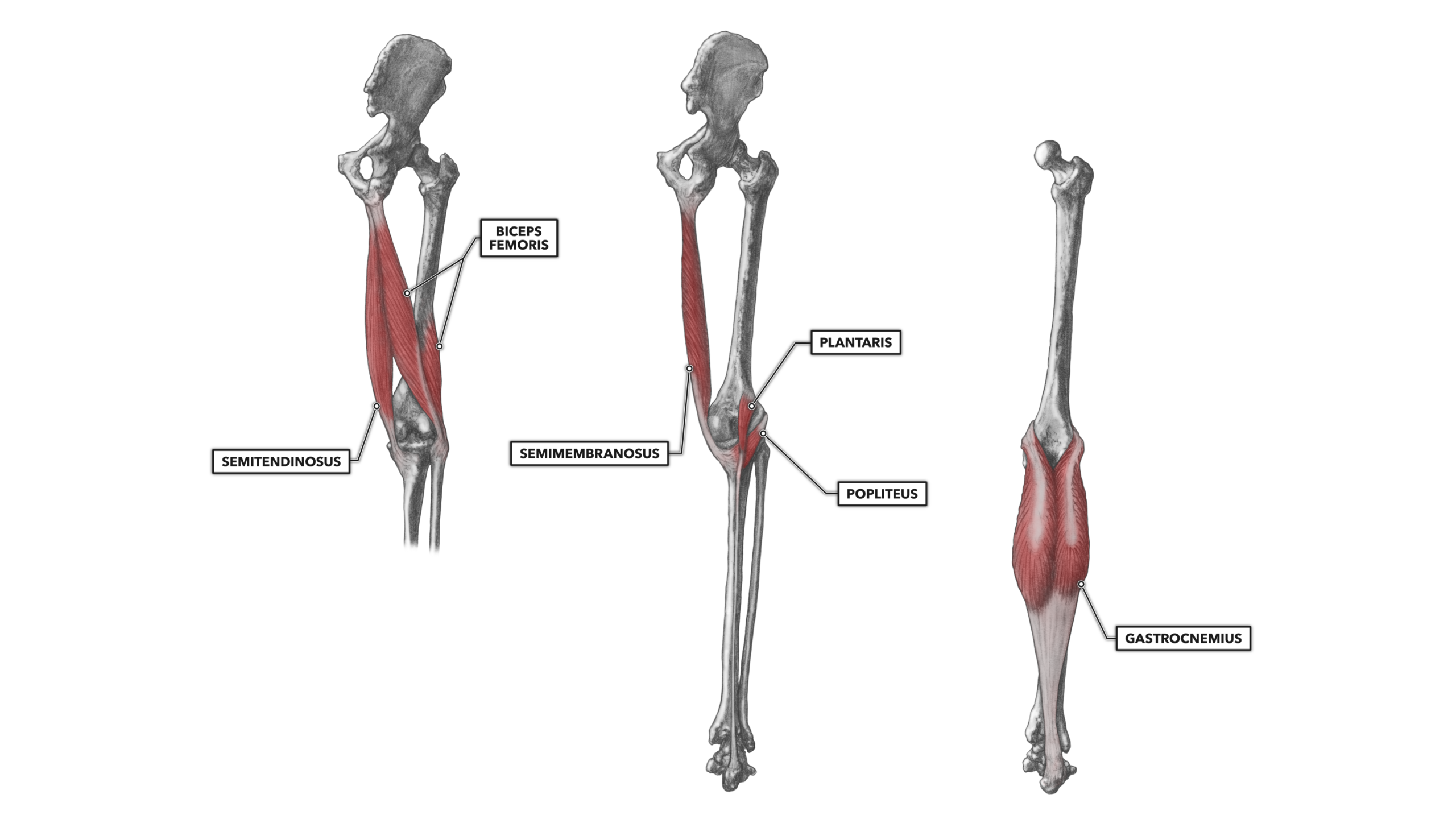 Posterior Knee Anatomy