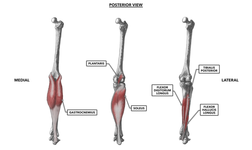 Posterior ankle muscles