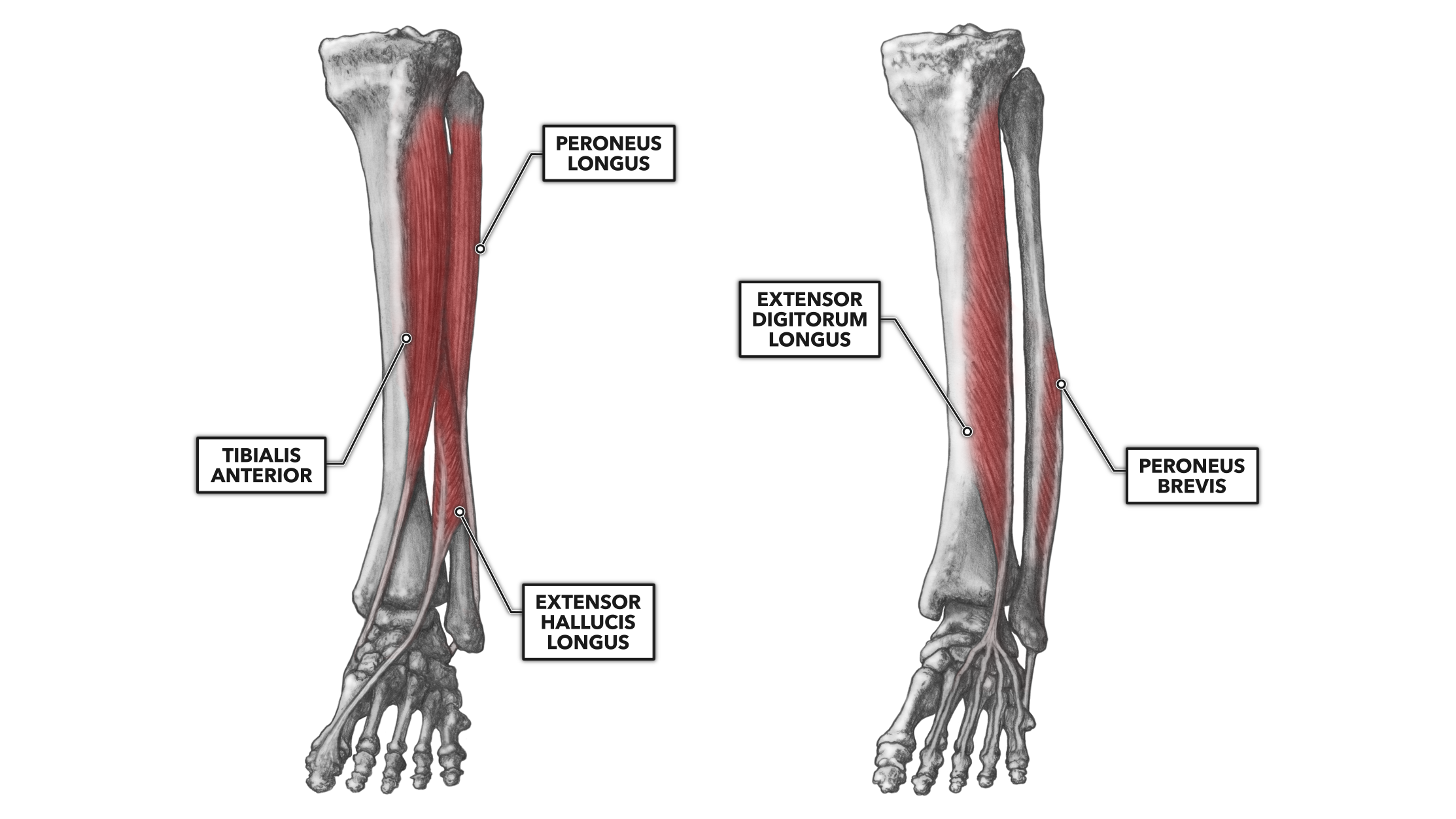 Crossfit Ankle Musculature Part 2 Anterior And Lateral Muscles