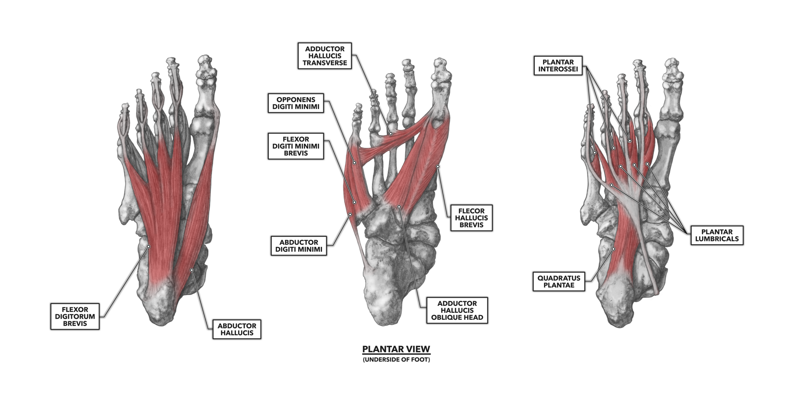 Foot muscle. Adductor Hallucis мышца. M Flexor digiti Minimi Brevis стопы. M abductor digiti Minimi стопы. Lumbricales мышцы.