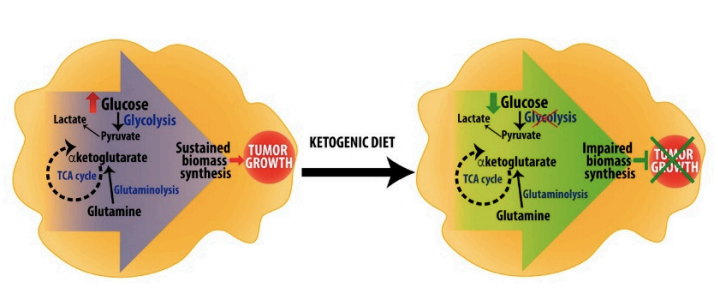 ketogenic diet and glycolysis