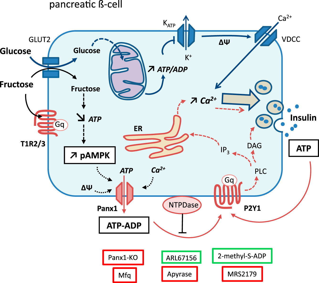 CrossFit Chronic Fructose Renders Pancreatic βCells HyperResponsive