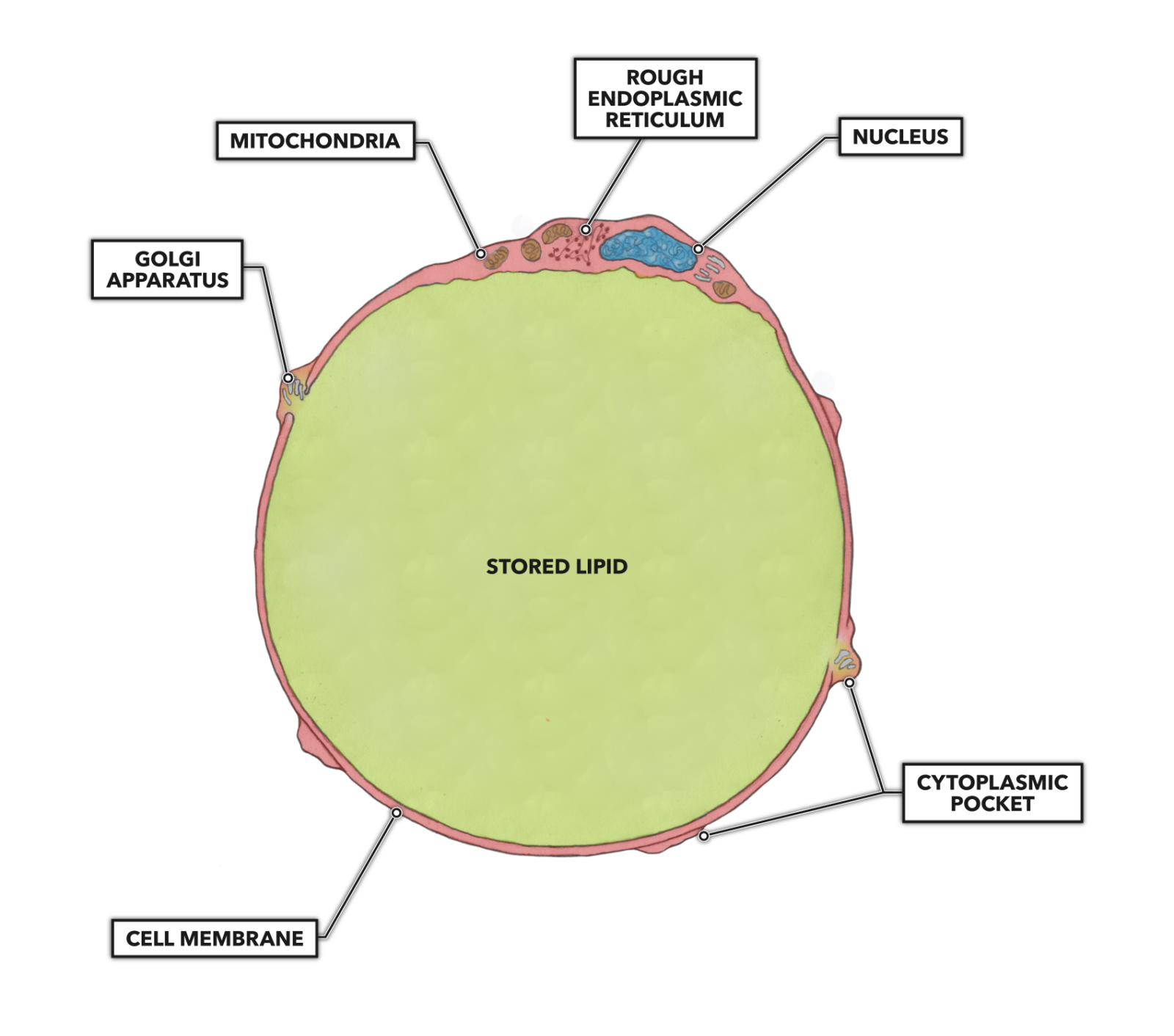 CrossFit Fat, Part 2 Microanatomy
