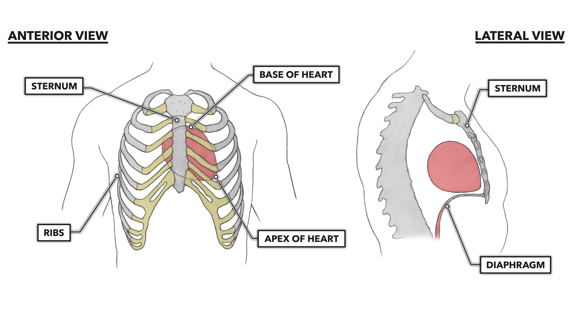 CrossFit | The Heart, Part 1: Location & Orientation