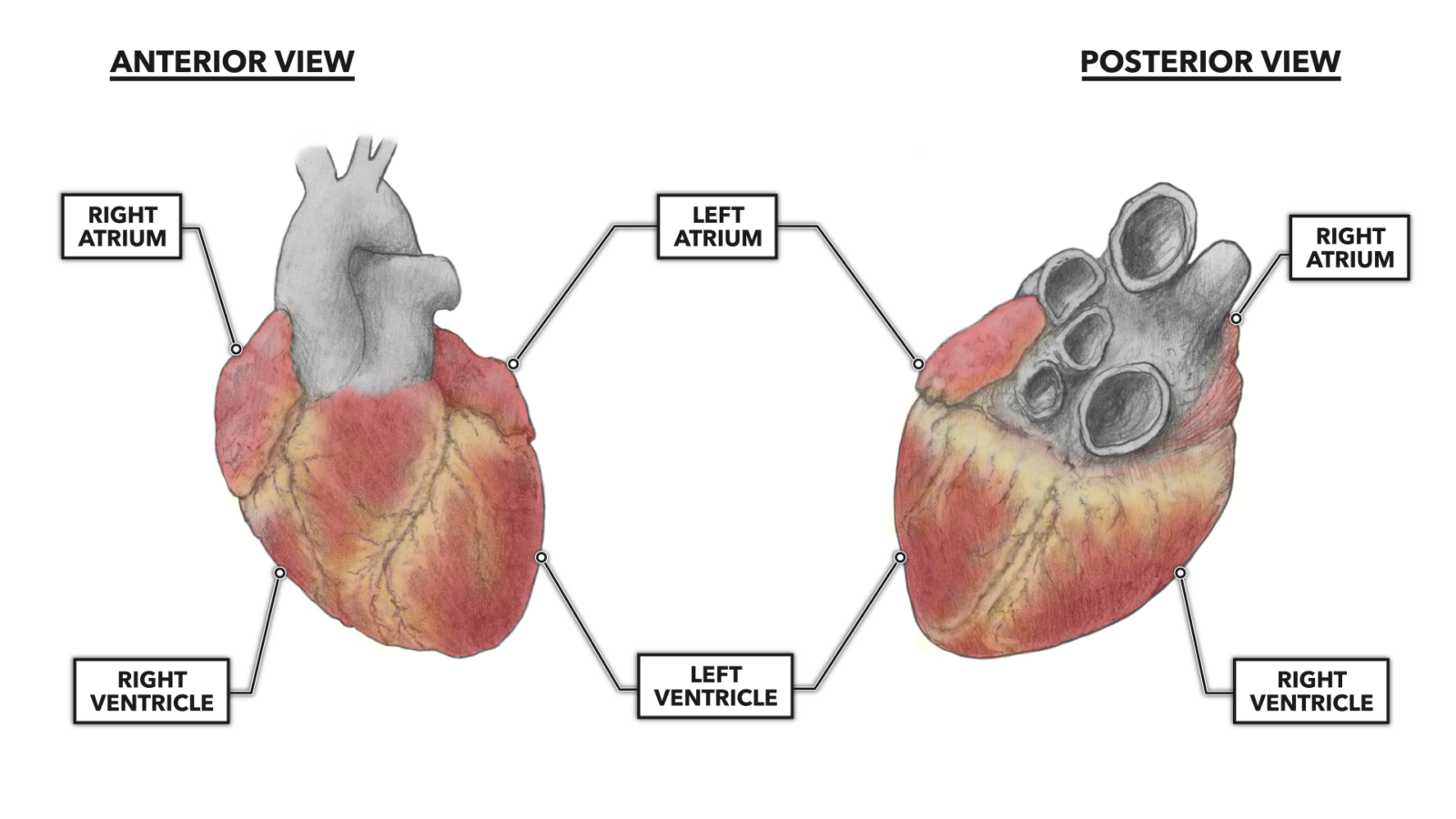 CrossFit The Heart, Part 2 Muscular Organization