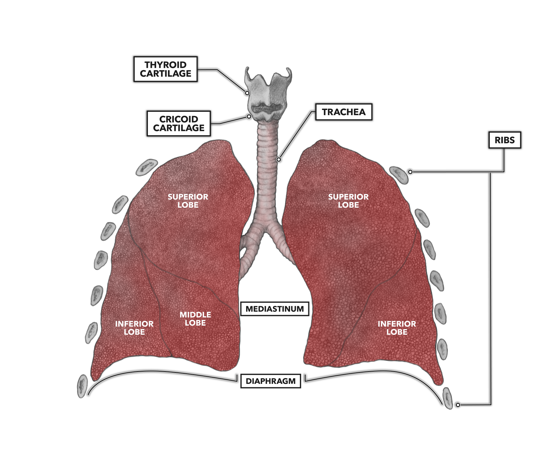 CrossFit | Anatomy of the Lungs