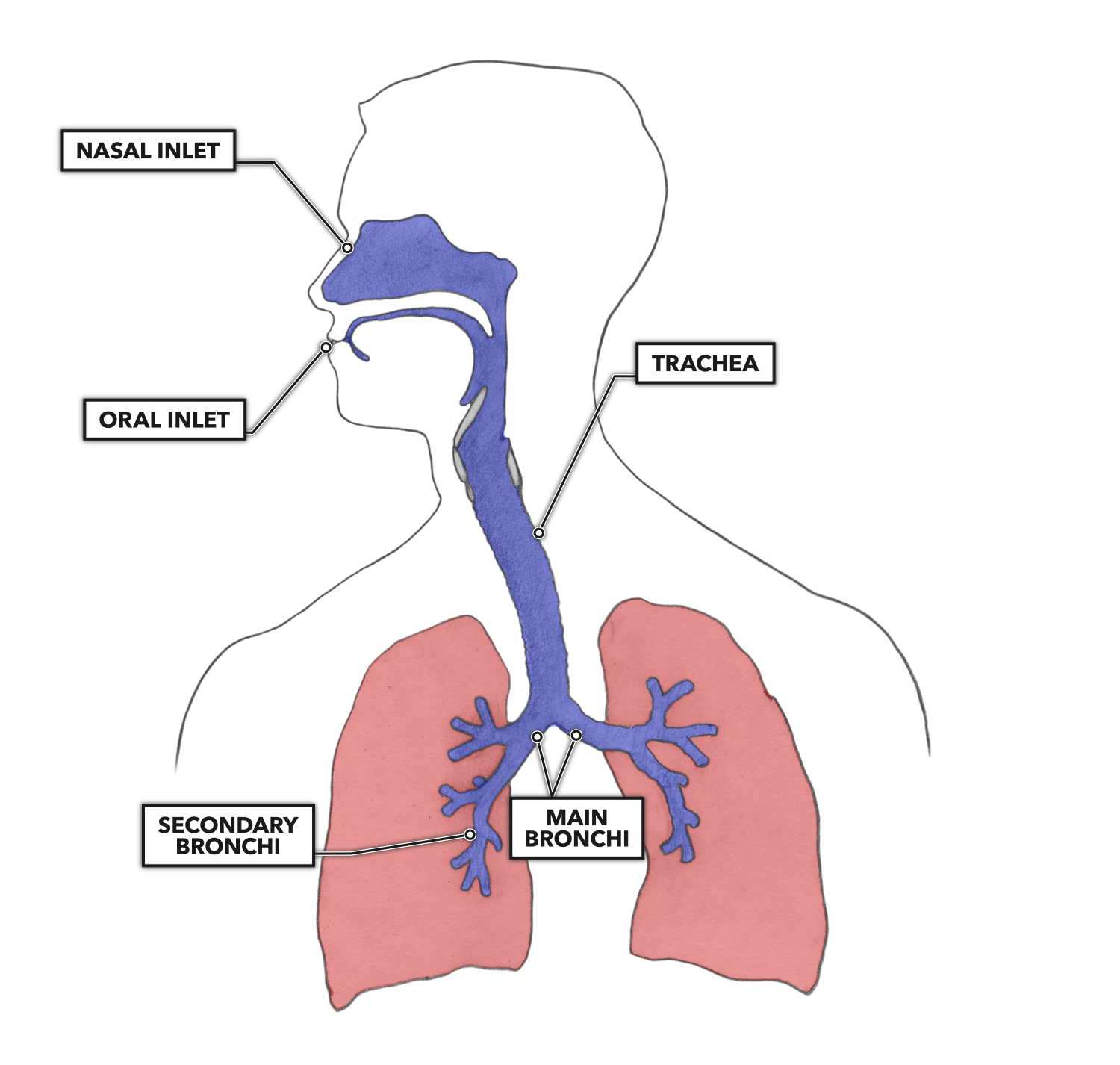 Airway Anatomy Diagram