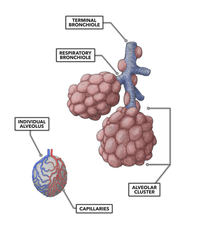 Alveoli