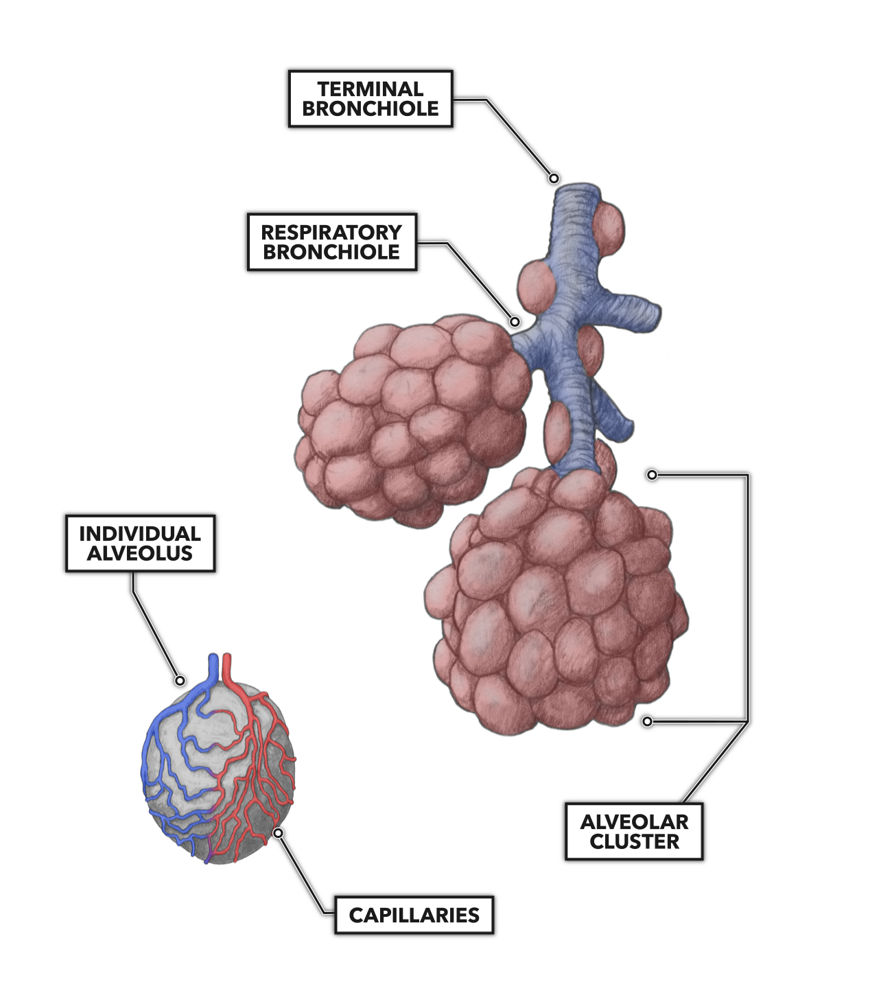 Diagram Of The Alveoli