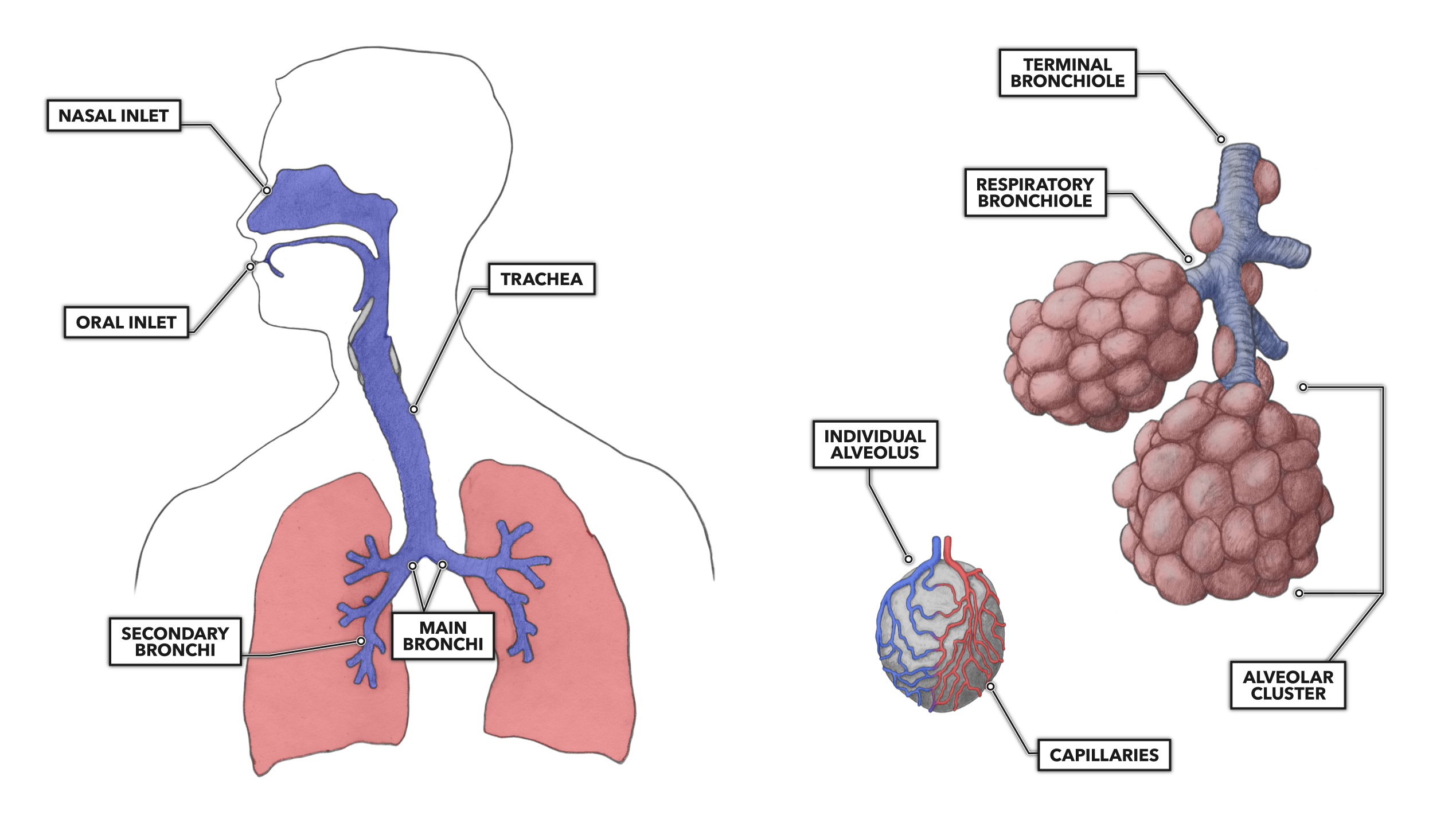 CrossFit | Lung Anatomy: The Airway and Alveoli