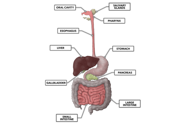 gastro system