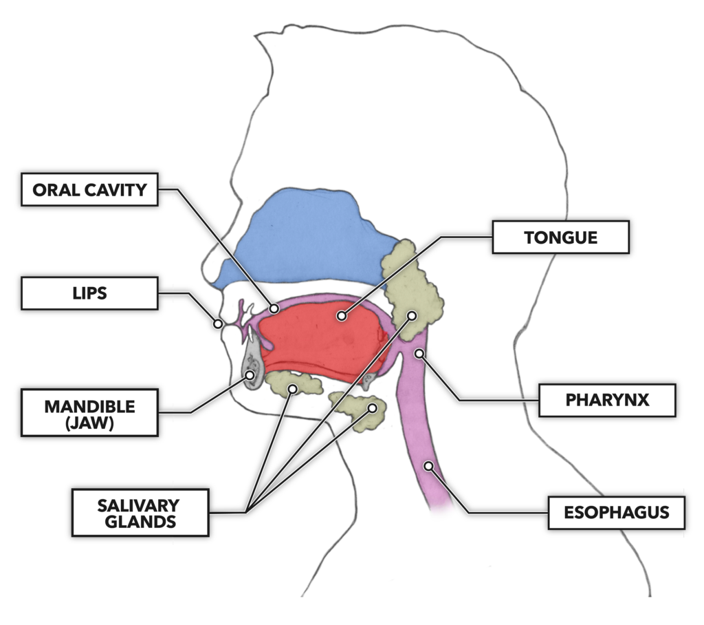 CrossFit | The Gastrointestinal System: The Mouth and Tongue