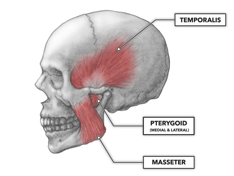 muscles of the soft palate lateral view