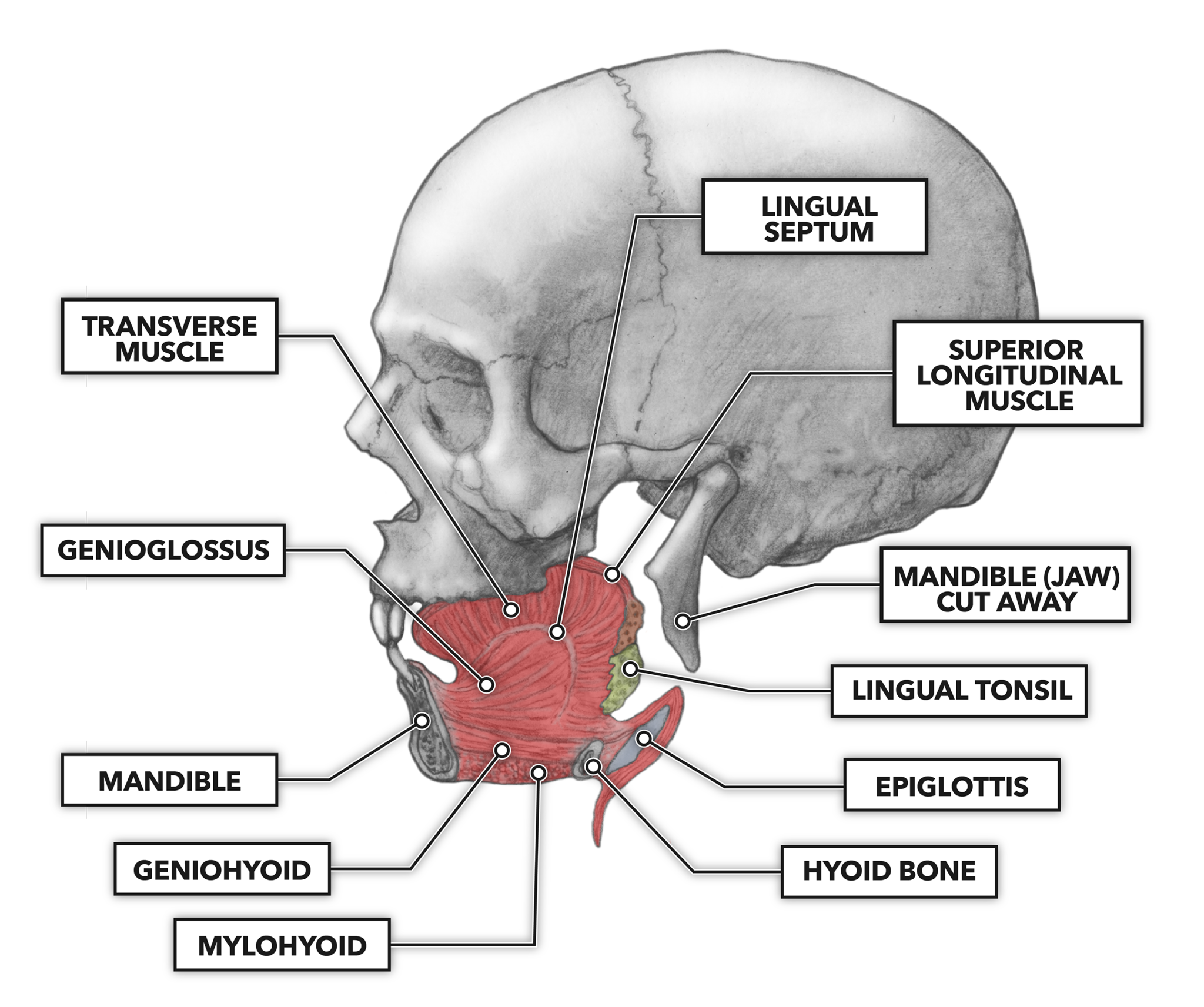 CrossFit The Gastrointestinal System The Mouth and Tongue