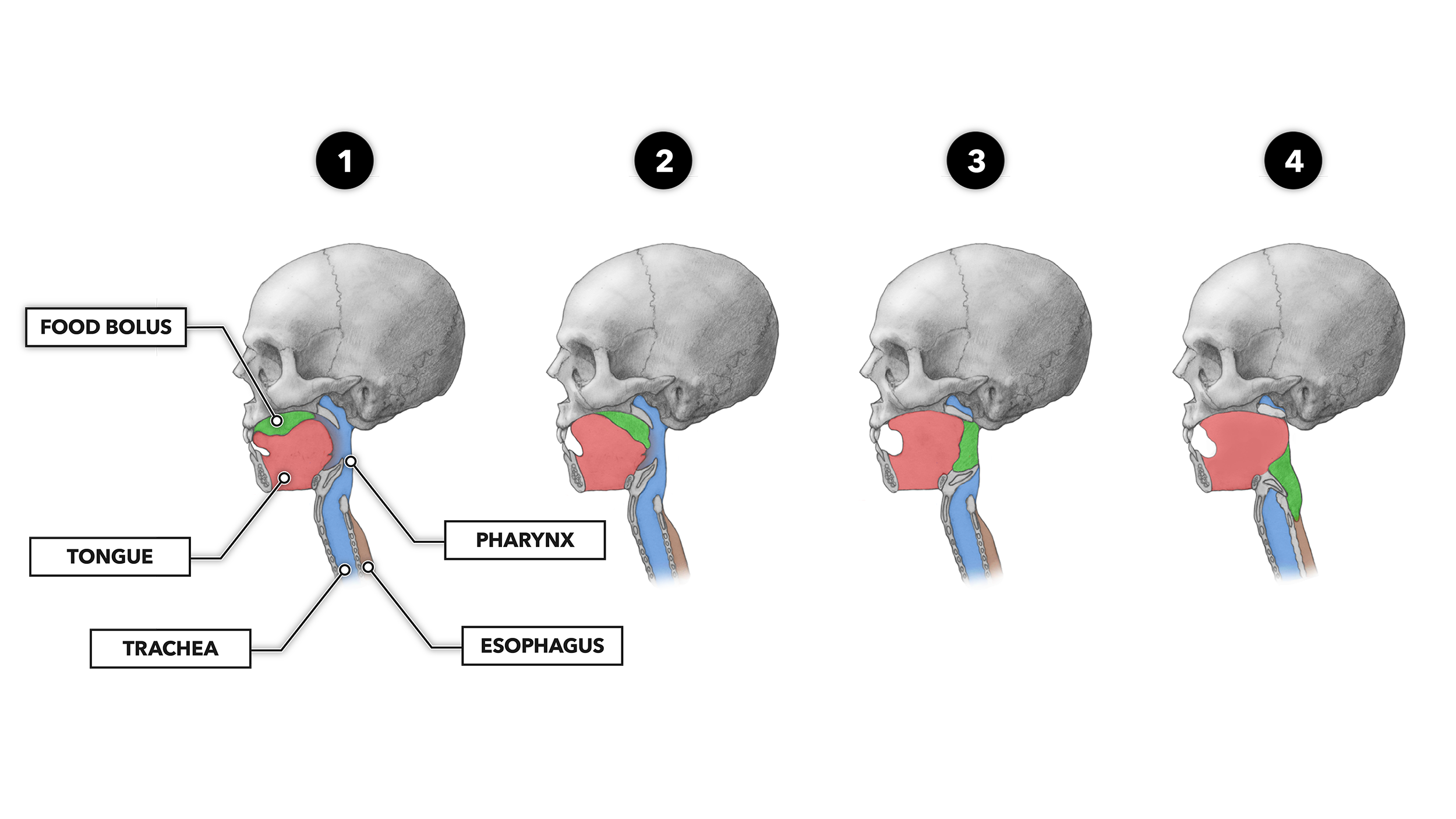 CrossFit The Gastrointestinal System Swallowing