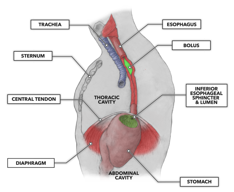 digestive system esophagus function