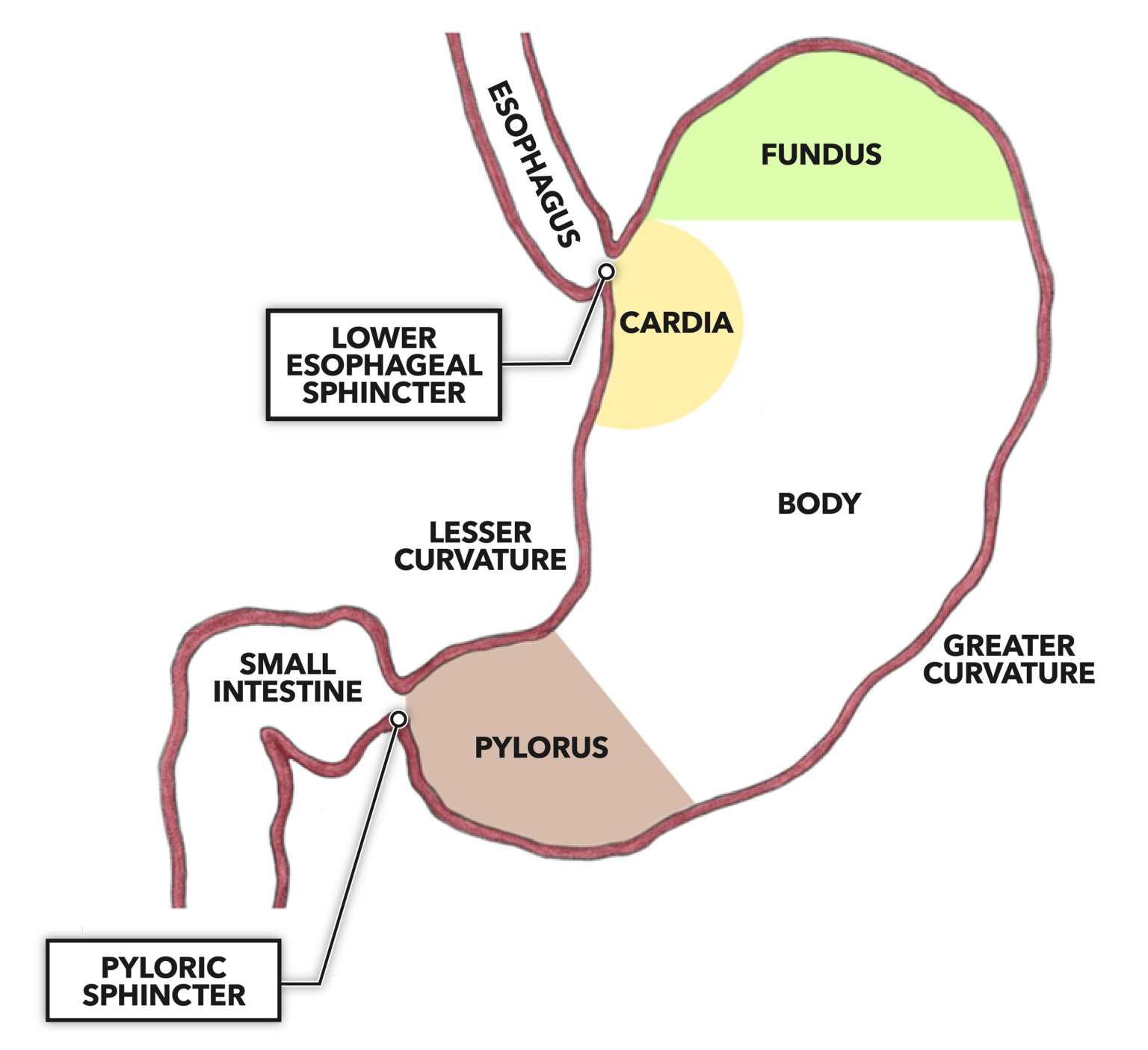 Crossfit The Gastrointestinal System Stomach Structure
