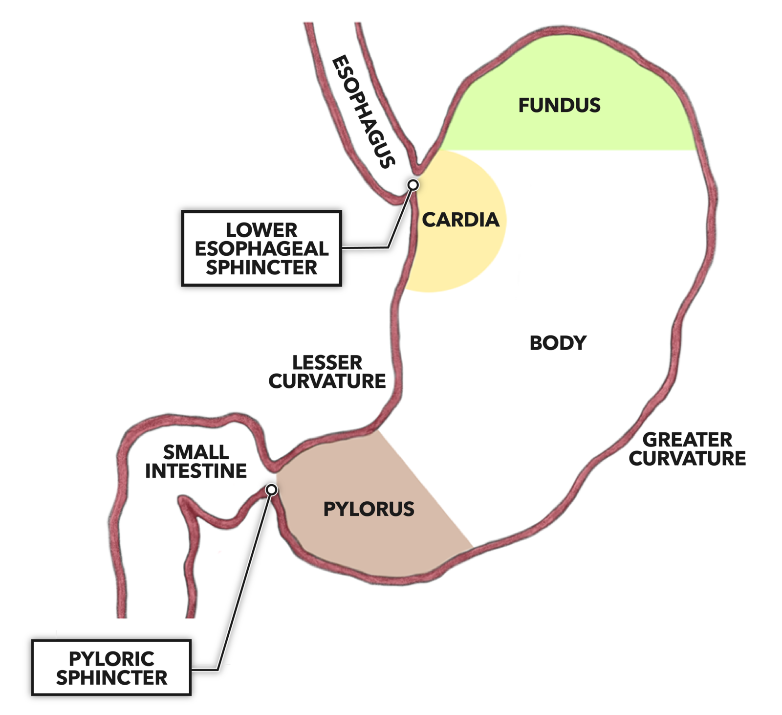CrossFit The Gastrointestinal System Stomach Structure