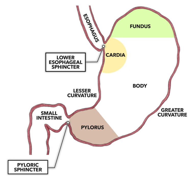 Stomach Regions